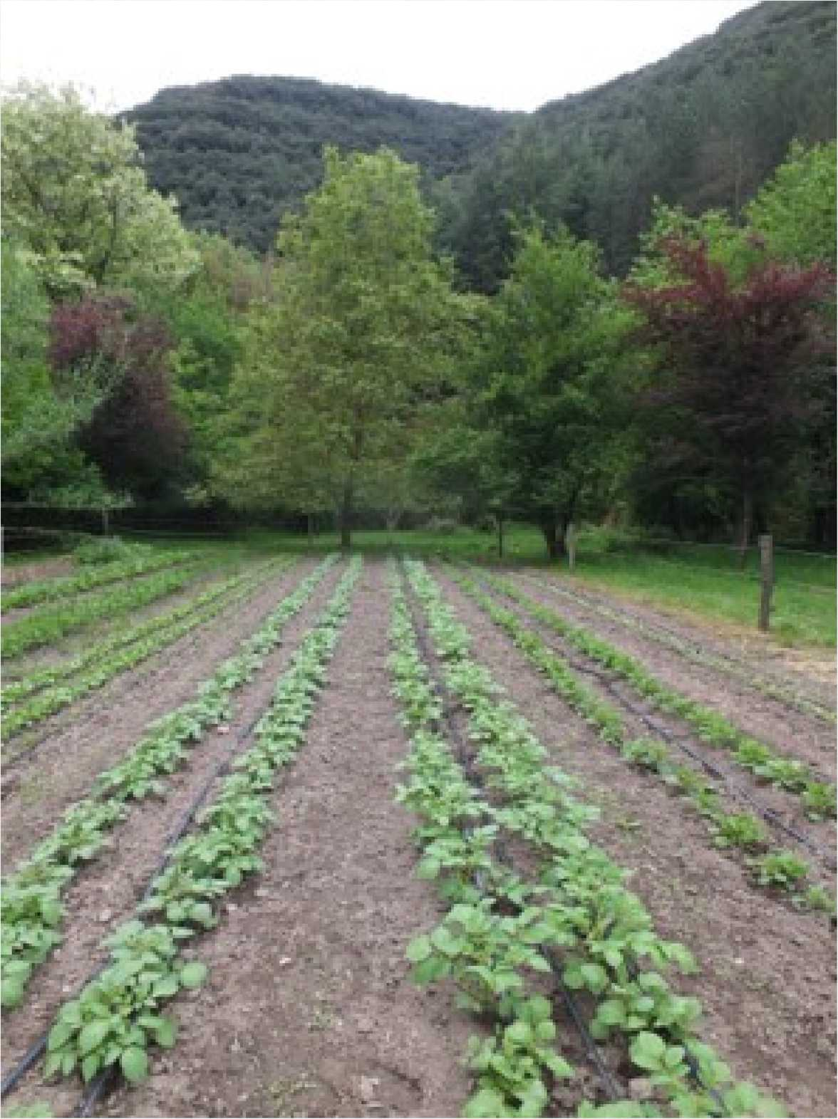 Cultures maraîchères en rangs à la Ferme du Cambon, en bord de Gardon dans les Cévennes