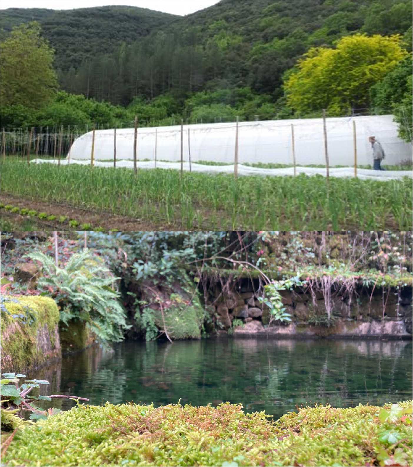 Production maraîchère biologique sous serre et bassin de baignade à la Ferme du Cambon